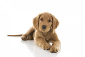 cute-golden-brown-puppy