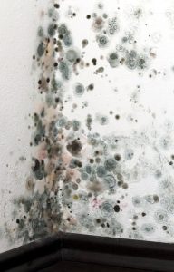 mold-spots-growing-on-a-white-wall